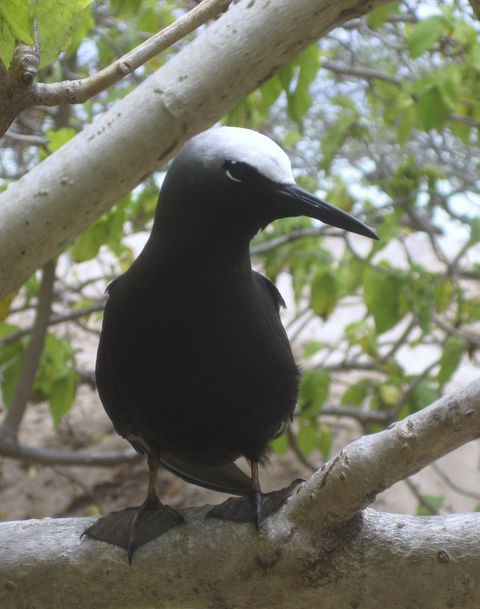 Black Noddy, North West Island