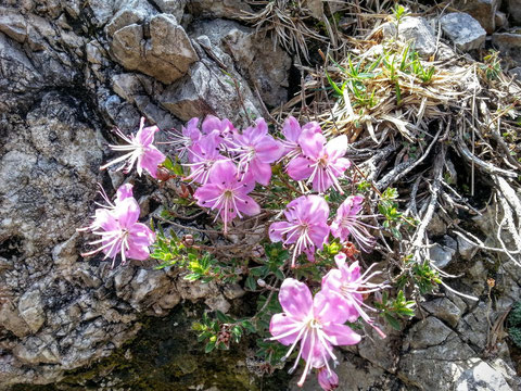 Die Zwerg-Alpenrose - Sie wächst nur in den Ostalpen vom Comer See und dem Allgäu bis zu den Karawanken - man vermutet, dass sie schon seit 60 Millionen Jahren auf der Erde vorkommt