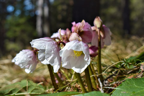 Weisse Blumen in der Frühlingssonne, auf den Blütenblättern perlen Wassertropfen ab