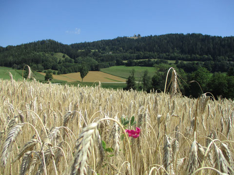 Magdalensberg, Rad, Kirche, Weizenfeld