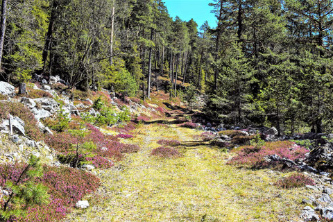 Schneeheide (Erica carnea), auch Winterheide oder Frühlingsheidekraut