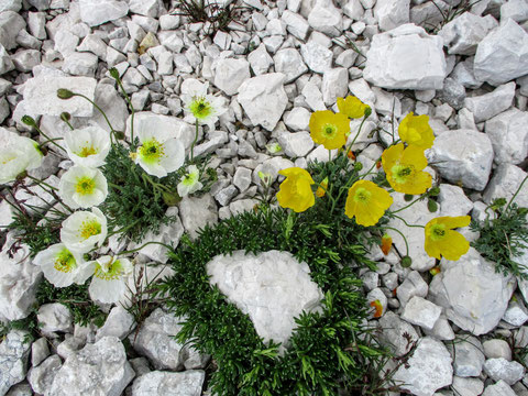 Botanische Kostbarkeiten - Weißer und gelber Alpen-Mohn