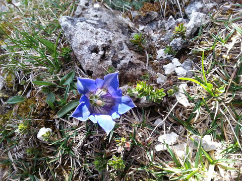Der Alpen-Enzian (Gentiana alpina) - neben dem Edelweiss die wohl bekannteste Alpenblume