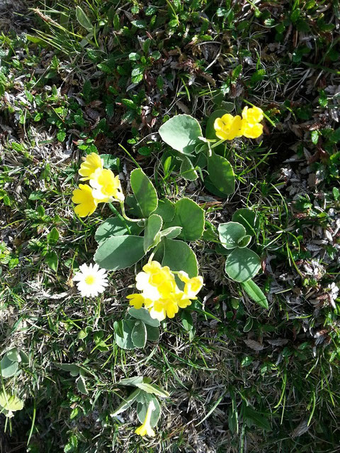 Alpenaurikel (Primula auricula)