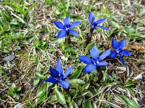 Frühlings-Enzian (Gentiana verna), "Schusternagerle"