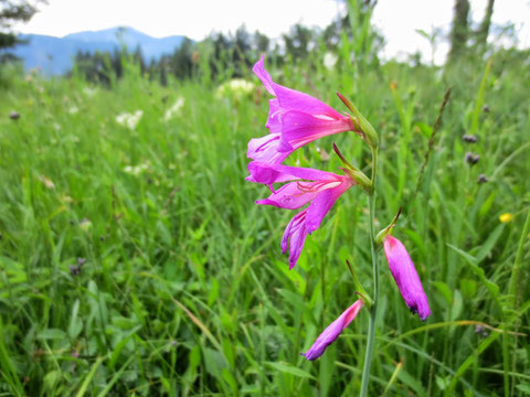 Illyrische Gladiole, Schütt, Dobratsch, Gladiolenwiese