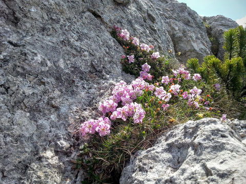 Ein herrlichers Beet Zwerg-Alpenrosen mitten im kargen Felsen