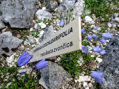 Zwerg-Glockenblume - Campanula Cochleariifolia 