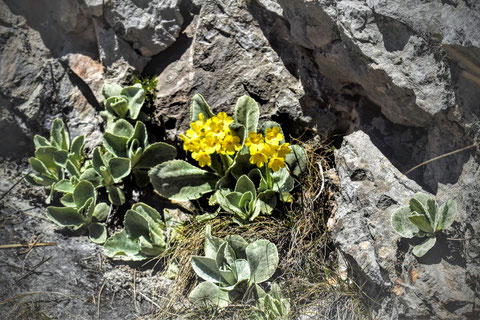 Alpenaurikel (Primula auricula), Felsen, Bergblume