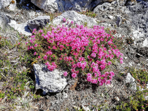 Dobratsch, Villacher Alpe, Schütt, Blumen