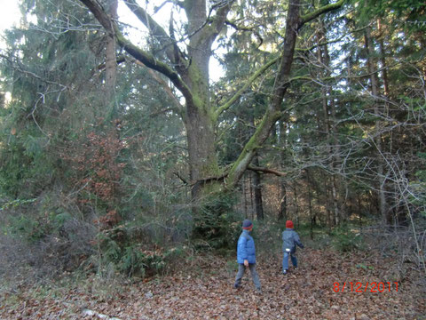 Dobratsch, Schütt, Bergsturzgebiet, Weinitzen, Gail