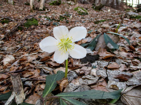 Schneerose