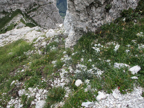 Der Monte Chiavals wird seinen Ruf als Edelweiß-Berg gerecht, vor allem auf der Westseite immer wieder wunderbare Felder der bekanntesten und symbolträchtigsten Alpenblume - Alpen-Edelweiß - Stella Alpina
