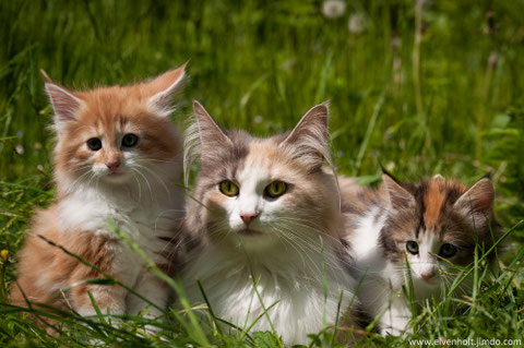 Norwegische waldkatzenzucht in Bayern, München, Kitten abzugeben, Hobbyzucht, züchter von Norwegischen waldkatzen