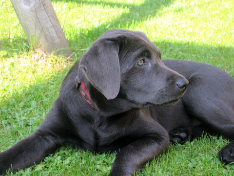 Charcoal Labrador Welpe