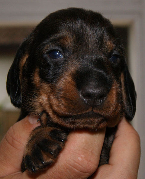 Rüde III