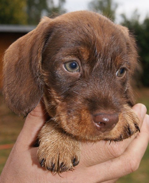 Gretl