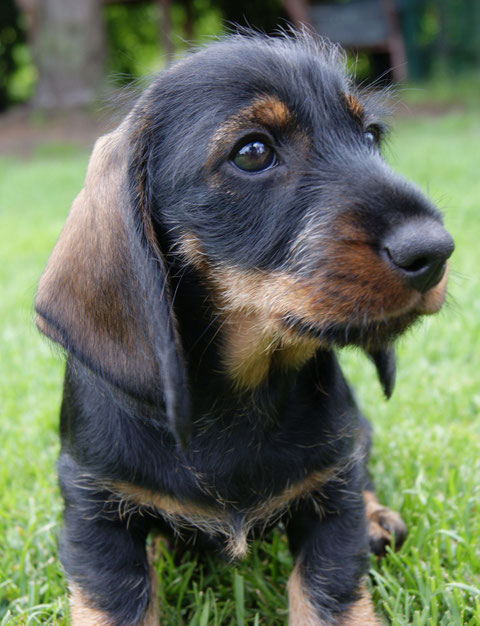 Hugo