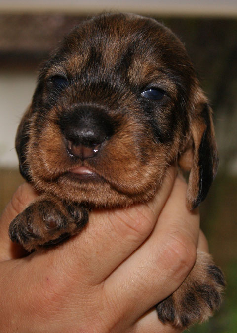 Rüde II