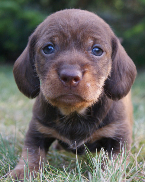 Gretl