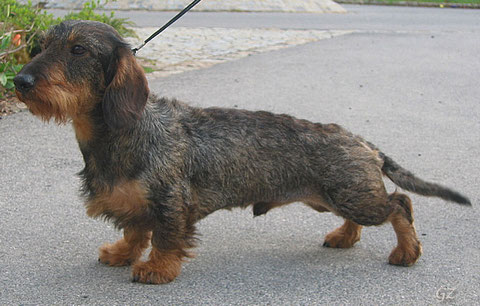 Champ von Camman FCI