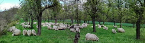Auf einer Pflaumenwiese bei Troisdorf-Bergheim starten unsere Moorschnucken in die Weidesaison 2017 (Bild: K. Weddeling)