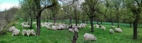 Auf einer Pflaumenwiese bei Troisdorf-Bergheim starten unsere Moorschnucken in die Weidesaison 2017 (Bild: K. Weddeling)