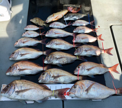 60オーバー！2Fish！
