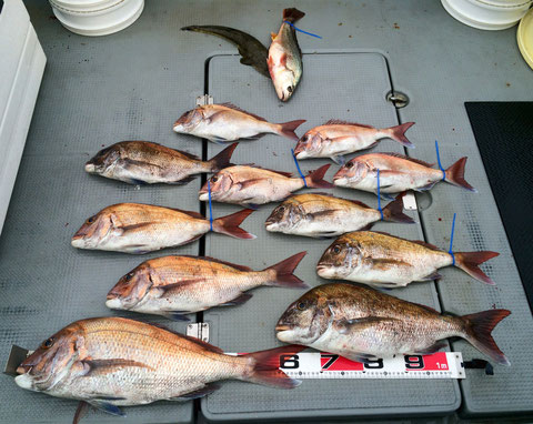 今日は、久々の釣行！気合入れポイントへ。一流し目からヒット！イイ感じかと思うが後が…。中盤・終盤と各所でランガンしポツリ*2とゲット！最終竿頭6fish！2名様複数枚ゲットで終了できました(^^♪　お疲れ様でした。!(^^)!