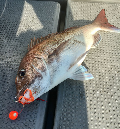 船長もおかず確保！2Fish！2ステップ　TGでゲット～～～！