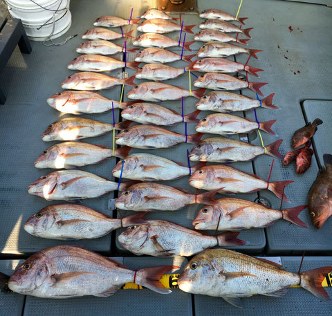 60オーバー2Fish頭の、ピッタリ目標枚数かと思ったら1枚多くございましたね(^^♪