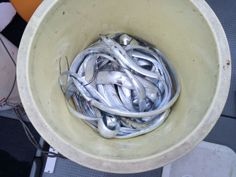 今シーズン初太刀魚！！気合十分で出船！行きはよいよい帰りは大荒れ！！(≧◇≦)一人10~55最終135本F2.5~4でした。すいません((+_+))。大荒れの中頑張って頂きお疲れ様でした。1人様初太刀魚！船酔いダウン…。リベンジお待ちしてます。皆さん風邪をひかないように((+_+))。