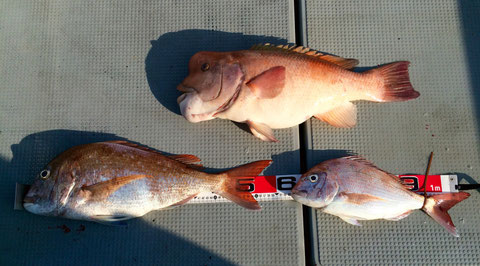 朝から全く魚の活性…。途中やっとファーストヒット60オーバー！！。その後タンコブfish60オーバー（笑）と40ゲット！！何とか顔が見れました。後半からは1年に一時狙える高級食材！「シャクルがシャクルが」あたらない、なかなか難しいですね！又、来年リベンジお待ちしてます。(*^_^*)お疲れ様でした。