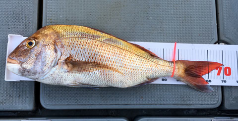 でました！柴原様70.5㎝！カラー魚拓ゲット(*^_^*)。おめでとうございます(^^♪