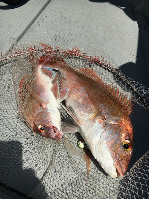 魚を掛ければ一つのテンヤでダブルゲット！(笑)素晴らしい！(^^♪