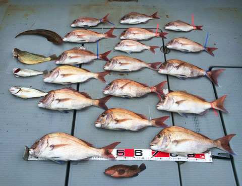 S様もご乗船ありがとうございました。　ナイスFish です！（さすが）バラシも多いかったかな？((+_+))　お疲れ様でした。又のご乗船お待ちしてます。(^O^)／