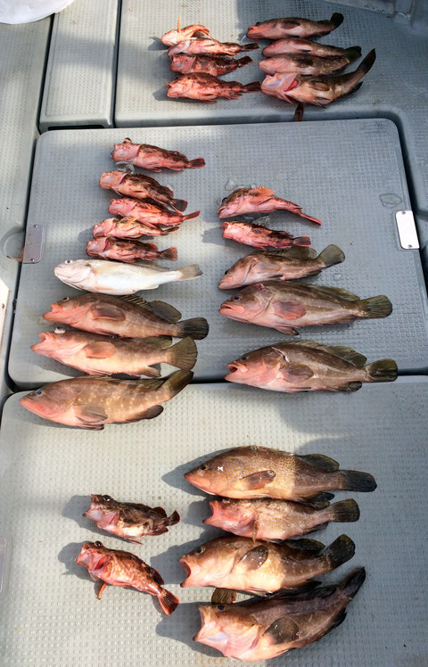 本日は根魚で出船！朝からポツリと皆さんゲット！途中修行もありましたが、皆さんおかずゲットで終了。今日も暑くお疲れ様でした。又のご乗船お待ちしてます。(*^_^*)