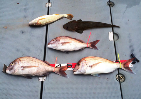 6名様ご乗船ありがとうございました。今日も　大　大撃沈（泣）すいませんでした。((+_+))　次回頑張ります！　又のご乗船お待ちしてます。(*^_^*)　最後まで巻き*2お疲れ様でした。