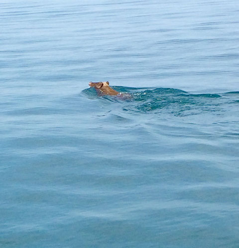 今日は珍しい方（猪）が海水浴しておりました(^^)/　