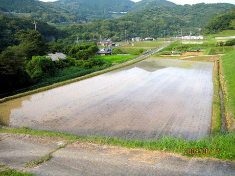 補植後の田圃。