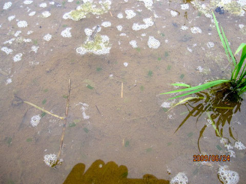 師匠曰く、『永年田植えやって来たがこんなのは初めて見た！』と…。