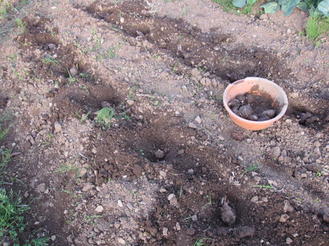 さといもは、わりと簡単。畝を切って約40cm間隔くらいでいもが埋まり、芽が地面にでるかでないか　　位の土をかぶせれば一応OK。