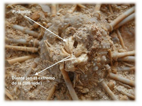 Aparato masticador (linterna de Aristóteles) conservado en posición natural (Acrosalenia hemicidaroides - Bajociense)