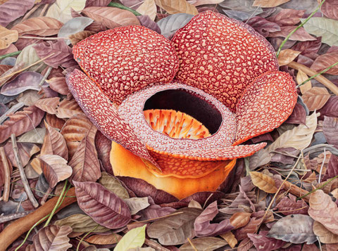 Rafflesia keitii       575x755mm