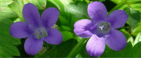 Glockenblumen (Campanula) für den naturnahen Garten