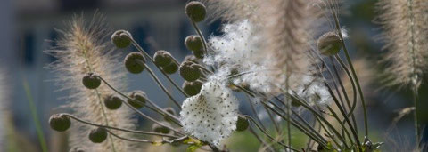 Herbststimmung im Garten - Lampenputzergras (Pennisetum) und die Samenstände von Japan-Herbstanemonen