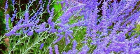 Trockenheitstolerante Stauden und Gräser - Heide Pfeiffer GartenDesign