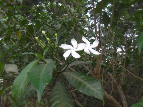 サンユウカの花