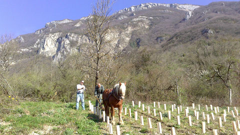 Viaduc et Pierre à l'oeuvre dans la plantation de Bergeron 2014!