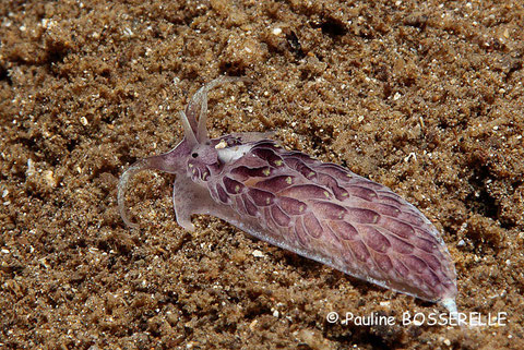 Cerberilla sp. 2